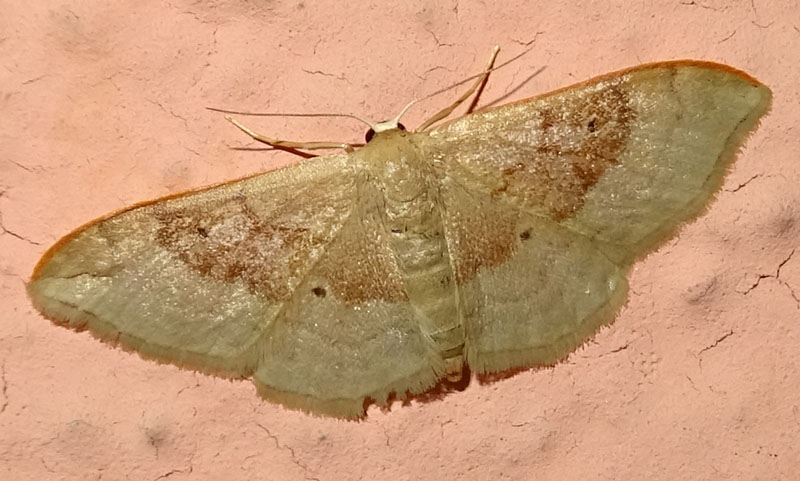 Idaea degeneraria - Geometridae